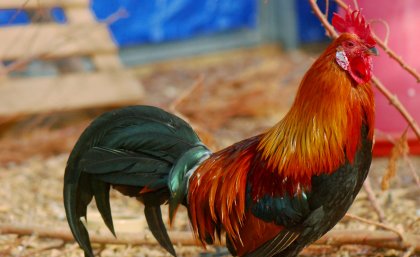 Sexual stereotypes revealed by the red junglefowl. Sexual stereotypes revealed by the red junglefowl.